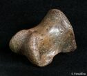 Well Preserved Theropod Toe Bone - Hell Creek #2995-2